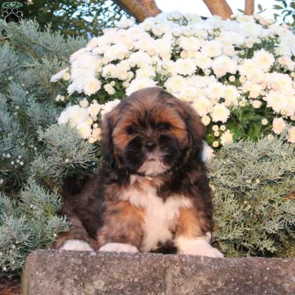 Bobby, Lhasa Apso Puppy